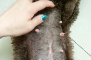 泰迪母犬怀孕的注意事项（关于泰迪犬怀孕的相关知识普及）