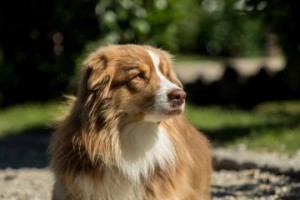 如何预防澳大利亚牧羊犬中暑（宠物狗的健康保护）