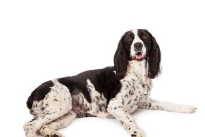 如何判断可卡犬的纯血程度（从外表和血统两方面来看）