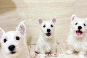 以西高地白梗为宠物的饲养方法（从营养、运动到训练，打造健康可爱的小伙伴）