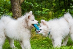 萨摩耶幼犬拉稀的原因和治疗方法（如何有效控制萨摩耶幼犬拉稀问题）