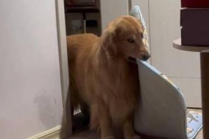 腰背贴地的狗——柯基犬的特点与魅力（探索柯基犬为何总喜欢贴地而睡？）