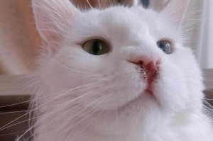 猫咪感冒——症状、治疗和预防（了解猫咪感冒的常见症状及其防治措施）
