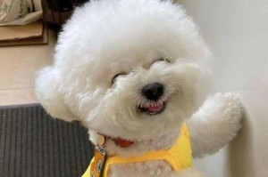 如何科学地调整比熊犬的喂食量（以宠物健康为重，让比熊犬吃得恰到好处）