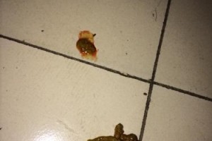狗狗粪便中的血丝问题解析（血丝的成因、症状及应对方法）