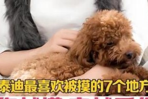 泰迪犬的喜好——玩耍的快乐（泰迪犬喜欢玩什么？看看这15个他们最爱的游戏！）