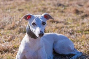 探索惠比特犬的品质和特点（优秀血统下的惠比特犬，独特性格与多才多艺的好伴侣）
