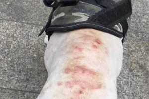 法斗犬常见疾病大揭秘（了解法斗犬的健康问题，让它们更健康快乐）