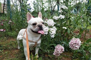 法国斗牛犬训练指南（宠物爱好者必看，让你的法斗成为优秀的守卫和伴侣）
