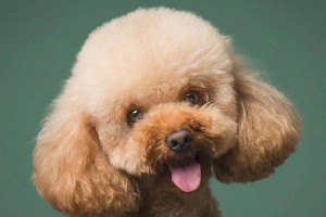 如何判断泰迪纯度的5种方法（了解你家泰迪的血统是否纯正）