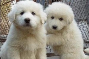 养白熊犬的6大好处（为什么白熊犬是值得拥有的理想宠物？）