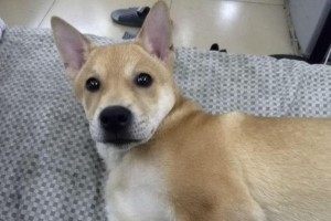 7种寿命不长的狗，选择前请慎重（细数这些可爱却短命的小伙伴，养宠需谨慎）