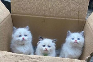 如何正确喂养两个月大的猫（科学饲养方法，宝贝猫健康成长）