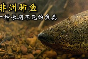 非洲鱼——神秘的水下生物宝库（探索非洲水域中丰富多样的鱼类世界）
