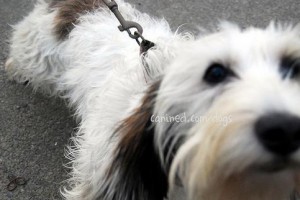迷你贝吉格里芬凡丁犬的饲养指南（一只迷你贝吉格里芬凡丁犬的全方位健康饲养法）