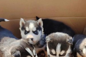 了解哈士奇幼犬的品种特点与养护方法（探索哈士奇幼犬的魅力与饲养技巧）