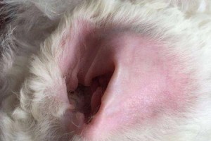 如何去除宠物狗嘴边发黄的毛毛（宠物美容小技巧，让你的狗狗更美丽）