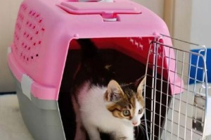 必备生活用品，让你的猫咪过得更舒适（宠物用品清单、提升猫咪生活质量）