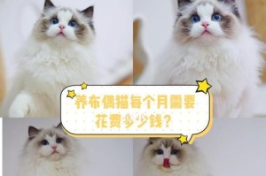 揭秘布偶猫的高价之谜（为何布偶猫的售价居高不下？高品质的布偶猫引发市场火爆）