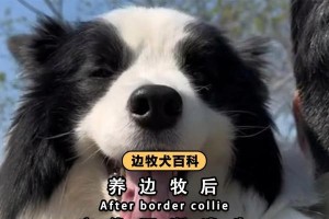 养边牧，超越上头的热情（了解边牧的魅力与挑战，成为真正的牧羊人）
