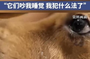 狗中毒症状全解析（了解狗中毒的症状，保护你的爱宠健康）