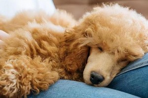如何辨别高纯度的泰迪犬（教你一眼看出家中泰迪纯不纯的方法）