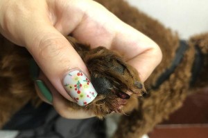 给宠物狗修剪趾甲的正确方法（如何安全又有效地为你的爱犬修剪趾甲？）