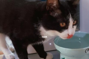 如何解决宠物猫咪不喝水的问题（从日常饮食到健康问题，细致解析猫咪不喝水的原因和应对措施）