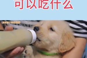 金毛犬三个月大的主要饮食（科学饲养金毛宝宝，让它健康成长）