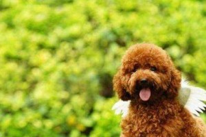 宠物泰迪训练方法及技巧（宠物泰迪训练方法及技巧）