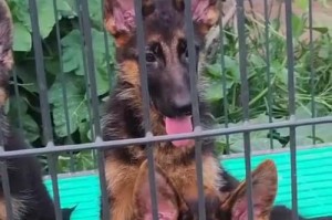 德国牧羊犬幼犬的驱虫方法（保护幼犬健康的关键——驱除寄生虫）