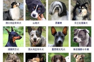 中型犬品种大揭秘（探索狗狗中型犬的魅力和特点，选择最适合的宠物伴侣）