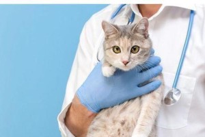 猫绝育的最佳时机及注意事项（如何正确选择猫咪绝育的时机和注意事项）