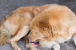 制止爱犬随意舔人的小诀窍（教你如何训练狗狗停止舔人的行为）