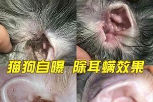 金毛得了耳螨怎么办？（治疗金毛耳螨的有效药物及预防措施）
