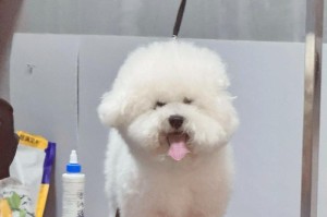 比熊剃毛后多久会长长？（了解比熊剃毛后的生长周期和护理方法）