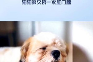 狗狗肛门腺堵塞原因及挤压方法（了解肛门腺堵塞的原因，学会正确挤压，让狗狗远离恶臭）