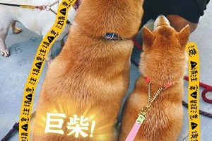 柴犬换牙期应该如何饮食？（为你的柴犬在换牙期提供健康饮食的关键）