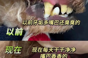 揭秘狗狗口臭的原因（了解口臭问题的关键原因，让你的狗狗拥有清新的呼吸）
