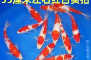 红白锦鲤的饲养方法（宠物爱好者必备，打造清新水族箱）