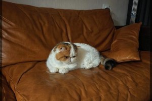 猫咪的喜好与亲近之道（探索猫咪心灵世界，让你的猫咪爱上你）