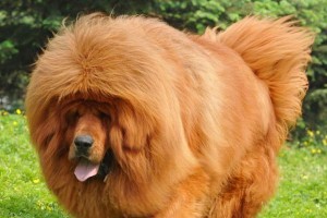 中国本土犬种（了解中国犬种的丰富多样性及被禁养的名犬）