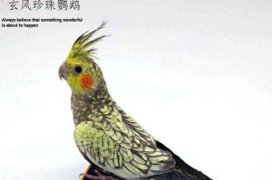 以号鸟的饲养与管理（宠物号鸟的养护和培育技巧）