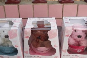 畸形宠物市场（探秘人们为何买下价值1万多美金的人造狗茶杯犬）