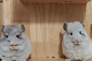 龙猫常见疾病解析（揭秘龙猫最常见的疾病及预防措施）