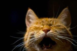猫咪半夜叫声不止的5大原因（解析猫咪夜晚叫声背后的真相，了解如何应对）
