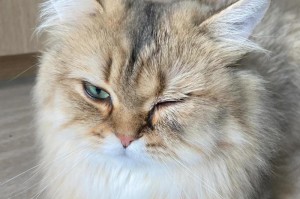 猫眼之魅——探索猫眼的神奇之处（猫眼的构造和功能，一探究竟）