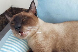 猫咪鼻塞呕吐原因与处理方法（猫咪为什么会出现鼻塞和呕吐症状？如何针对这种情况给予处理？）