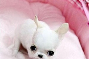 如何培养吉娃娃幼犬的良好品质（从宠物教育入手，引导幼犬健康成长）
