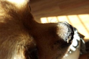 揭秘狗狗鼻子干的原因（以宠物为主，了解狗狗的健康状况）